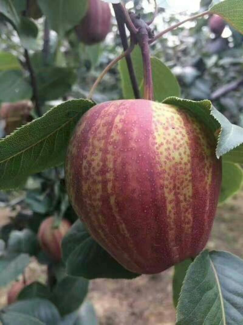 红香酥梨树苗农户直销梨树苗