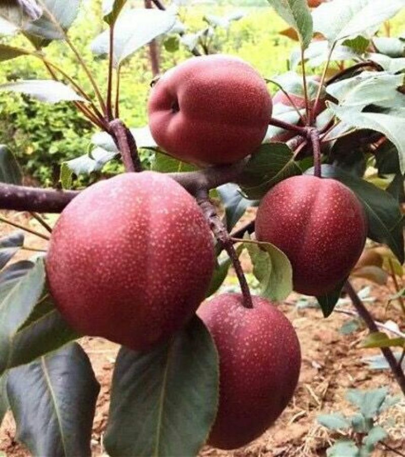 红香酥梨树苗农户直销梨树苗