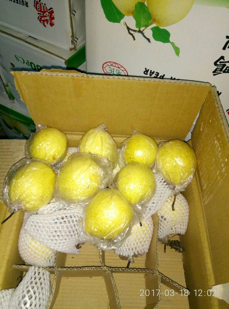 皇冠梨550~600g膜袋