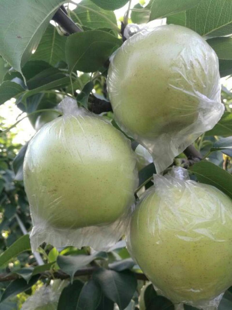 皇冠梨150~200g膜袋