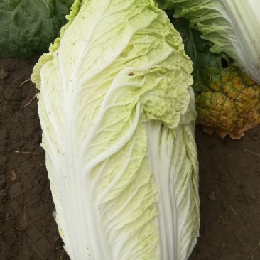 大白菜4~6斤净菜