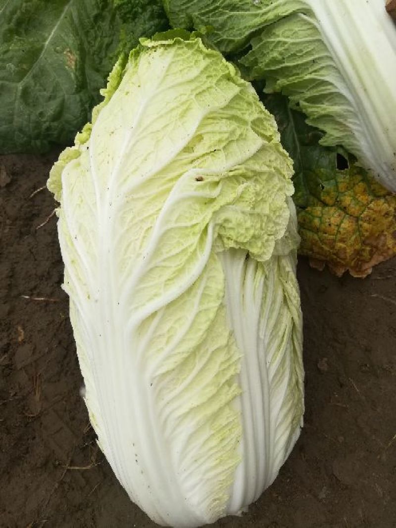 大白菜4~6斤净菜