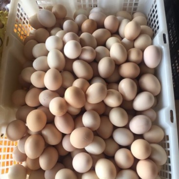 土鸡蛋食用50g以下