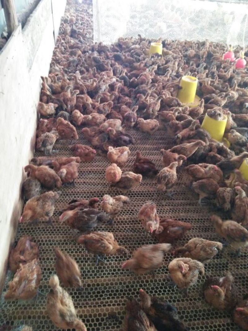 青脚麻鸡苗500克以上脱温苗