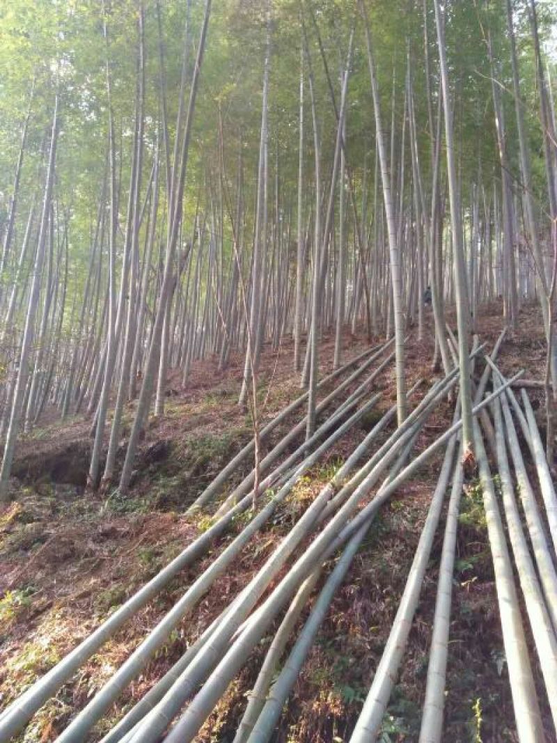 竹子7~15m