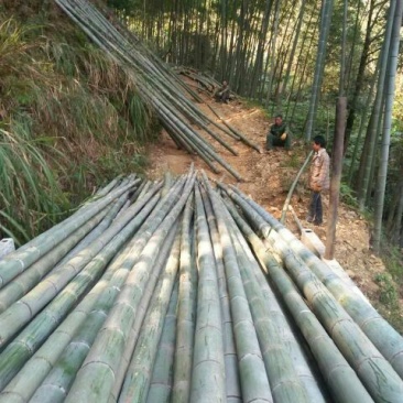 竹子7~15m