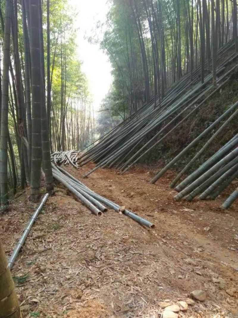 竹子7~15m
