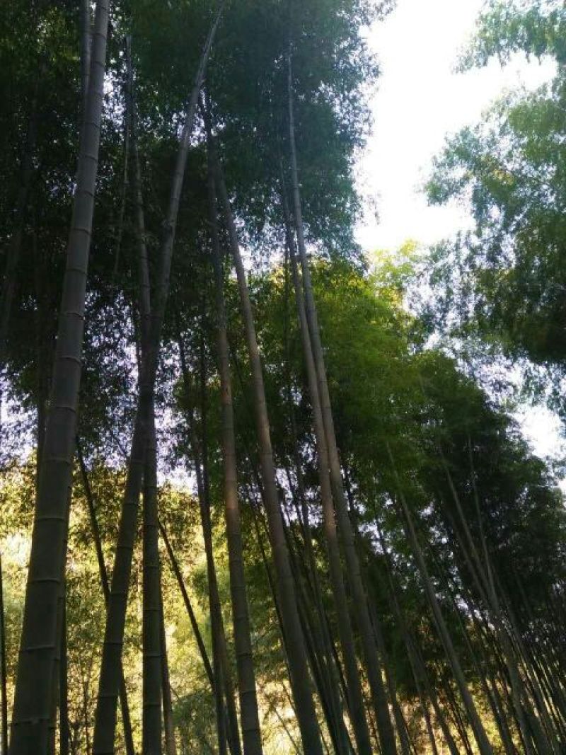 竹子7~15m
