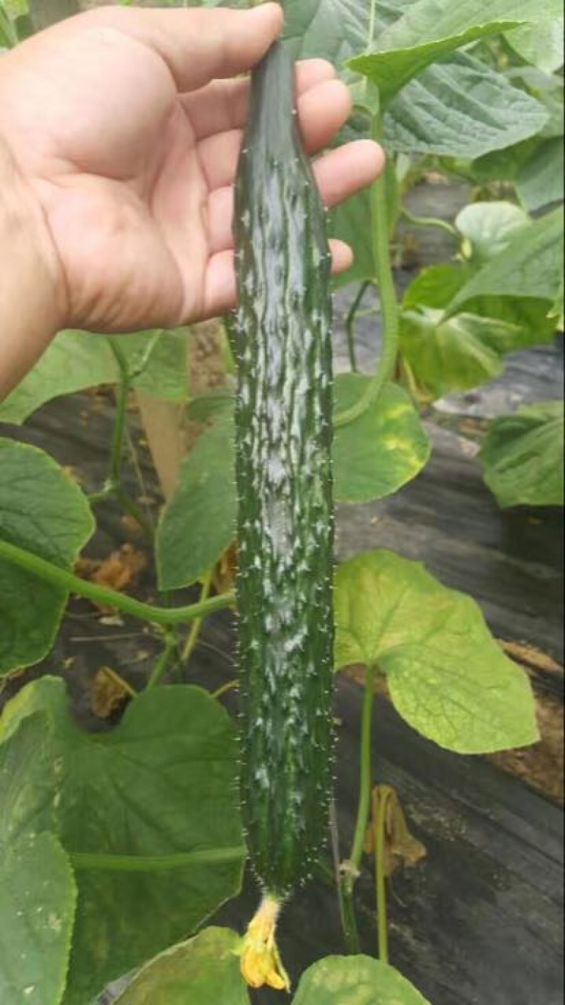 莘县精品黄瓜干花带刺22~25公分品质上乘价格优