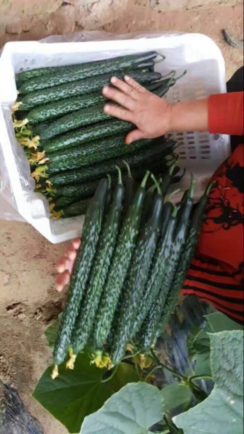 莘县精品黄瓜干花带刺22~25公分品质上乘价格优