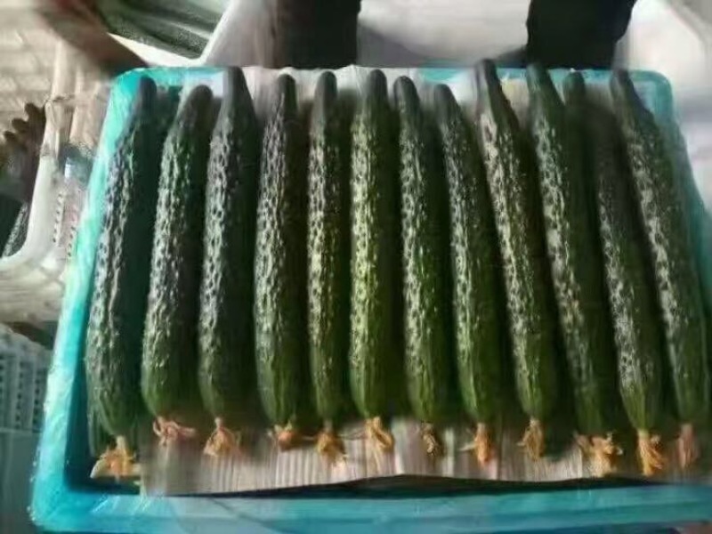 莘县精品黄瓜干花带刺22~25公分品质上乘价格优