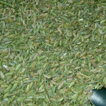 茴香籽