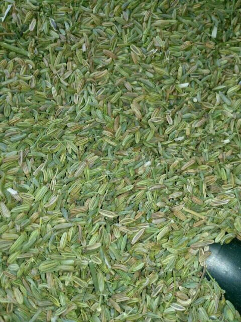 茴香籽