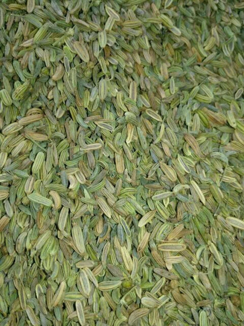 茴香籽