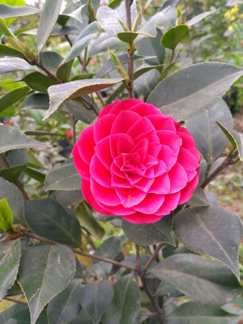 山茶花苗，大红茶花苗，品种茶花种植户基地直销