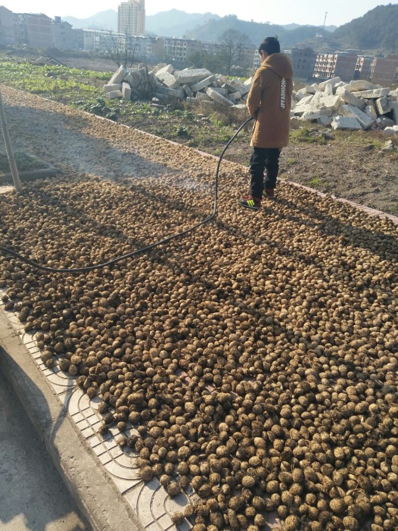 三棱去毛统片