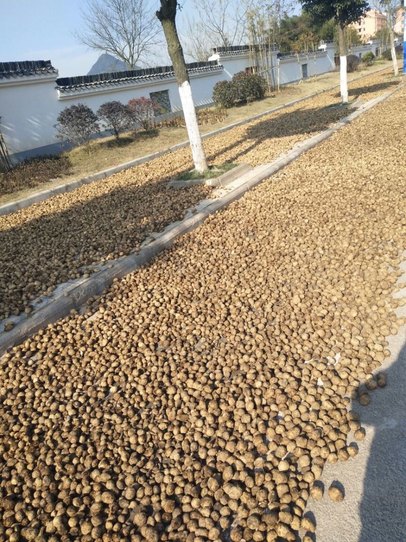 三棱去毛统片