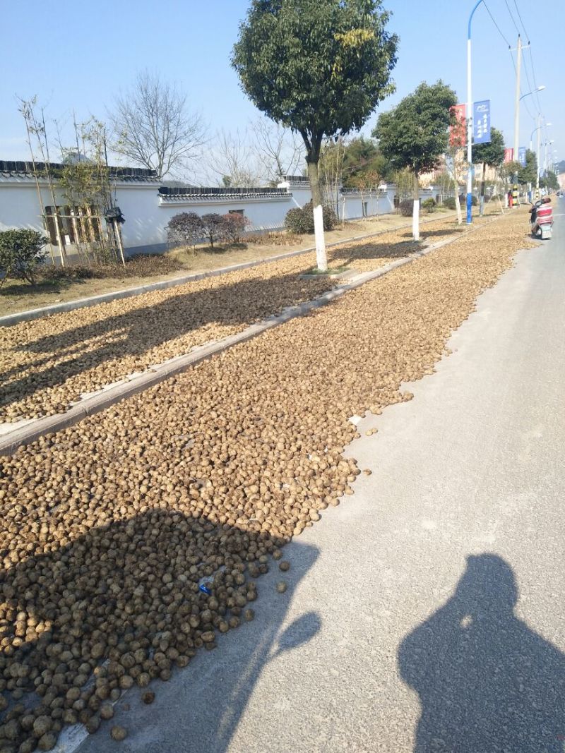 三棱去毛统片