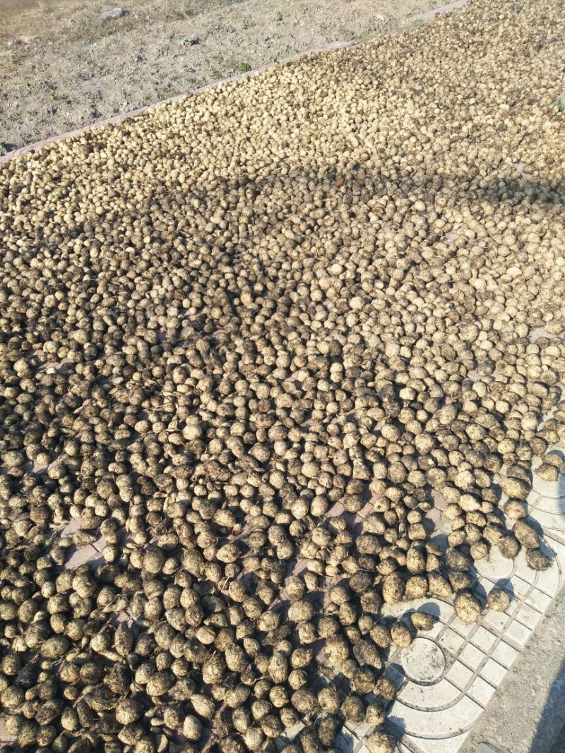三棱去毛统片