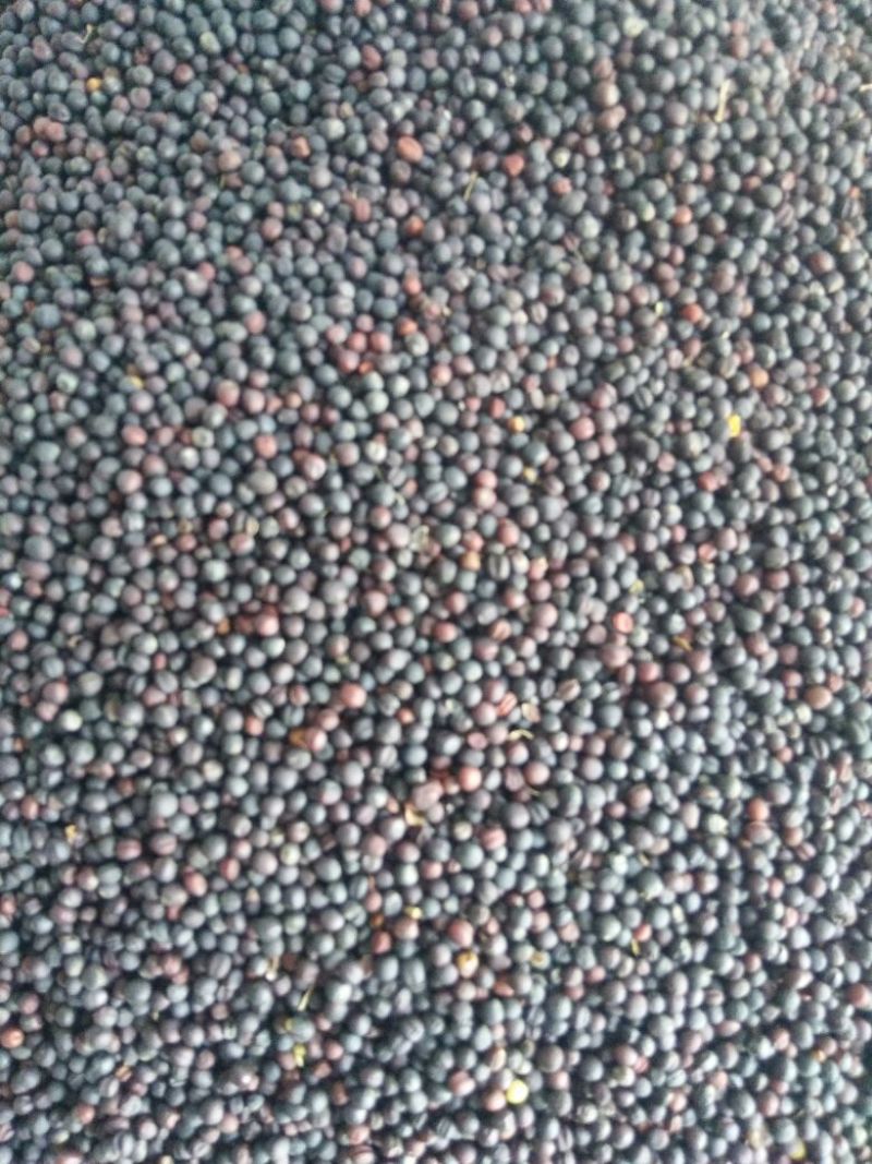 油菜籽1