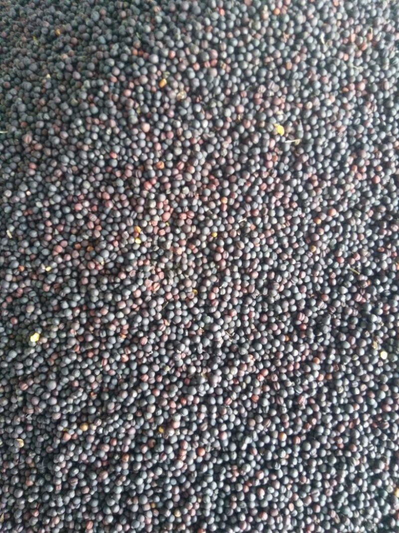 油菜籽1