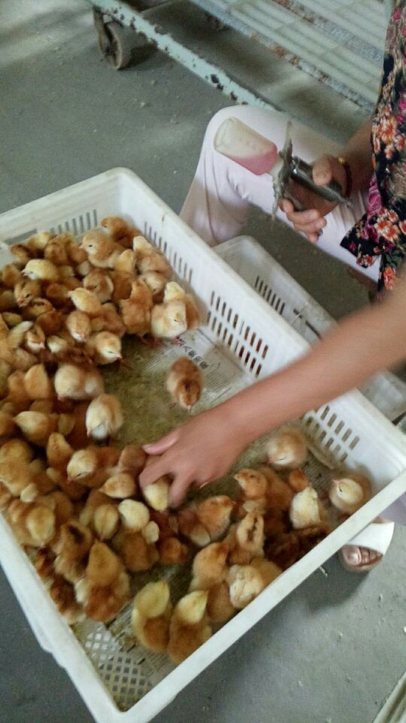 【孵化地直供，全国发货】鸡苗五黑鸡苗，绿壳蛋鸡苗