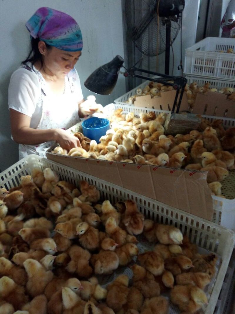 鸡苗，麻鸡鸡苗，笨鸡苗，红玉鸡苗，芦花鸡苗