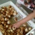 鸡苗，麻鸡鸡苗，笨鸡苗，红玉鸡苗，芦花鸡苗