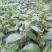 山茶花苗，大红茶花苗，品种茶花种植户基地直销