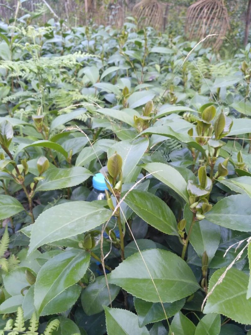 山茶花苗，大红茶花苗，品种茶花种植户基地直销