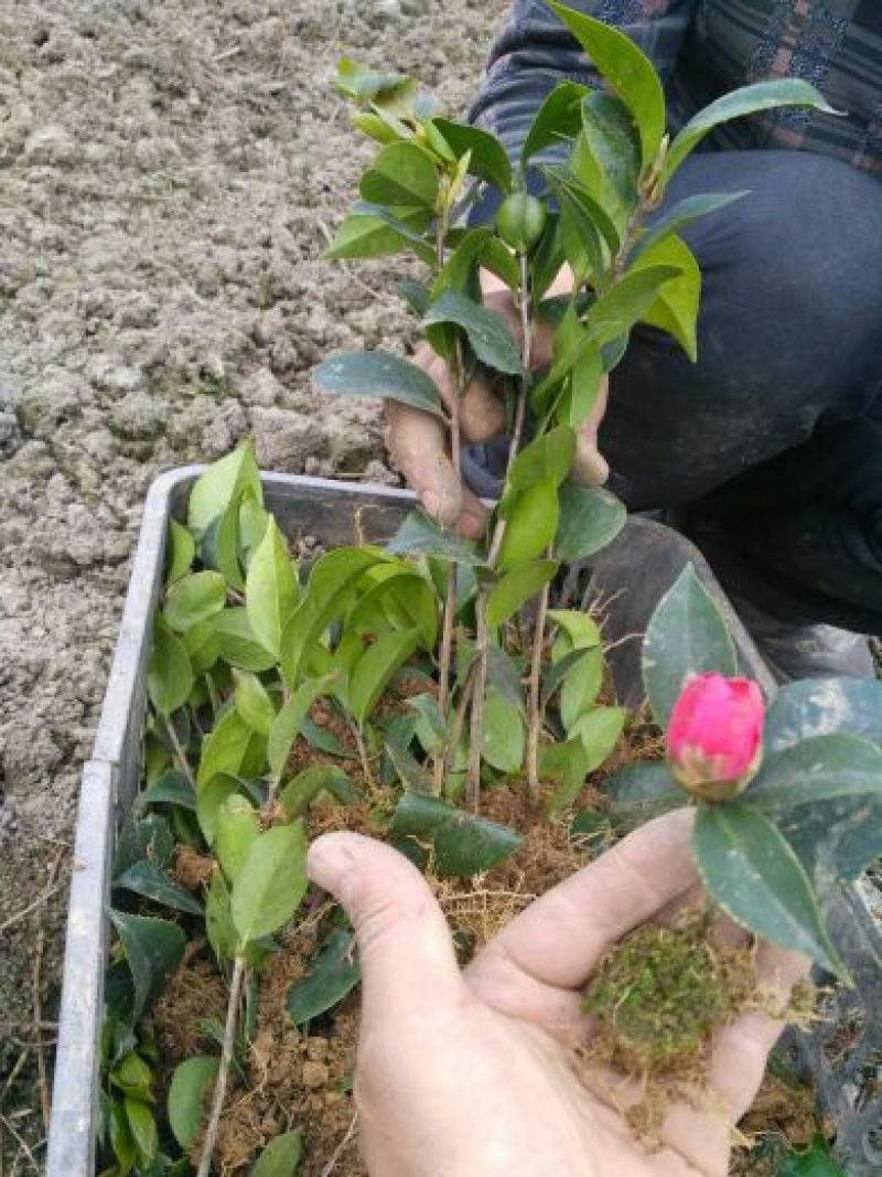 山茶花苗，大红茶花苗，品种茶花种植户基地直销