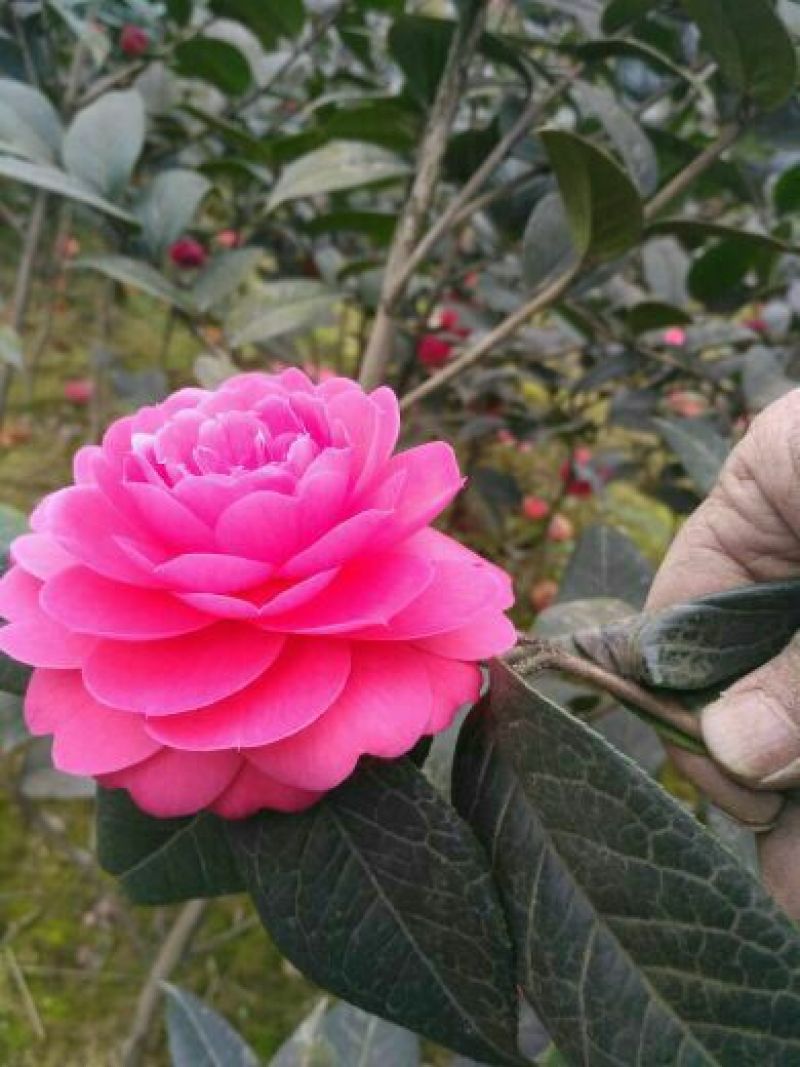 山茶花苗，大红茶花苗，品种茶花种植户基地直销