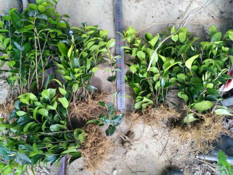 山茶花苗，大红茶花苗，品种茶花种植户基地直销