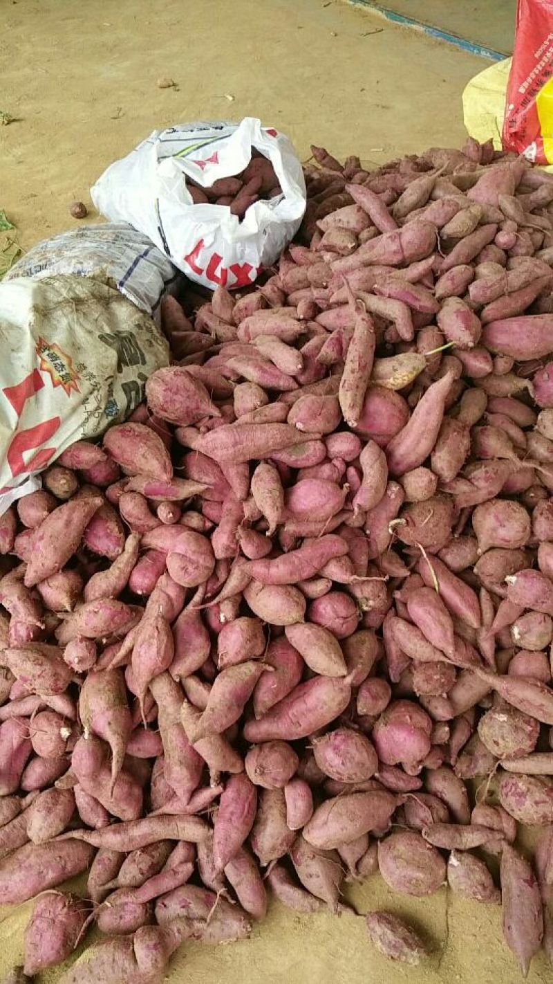【推荐】新鲜紫薯紫心一手货源、产地发货、货源足价格低