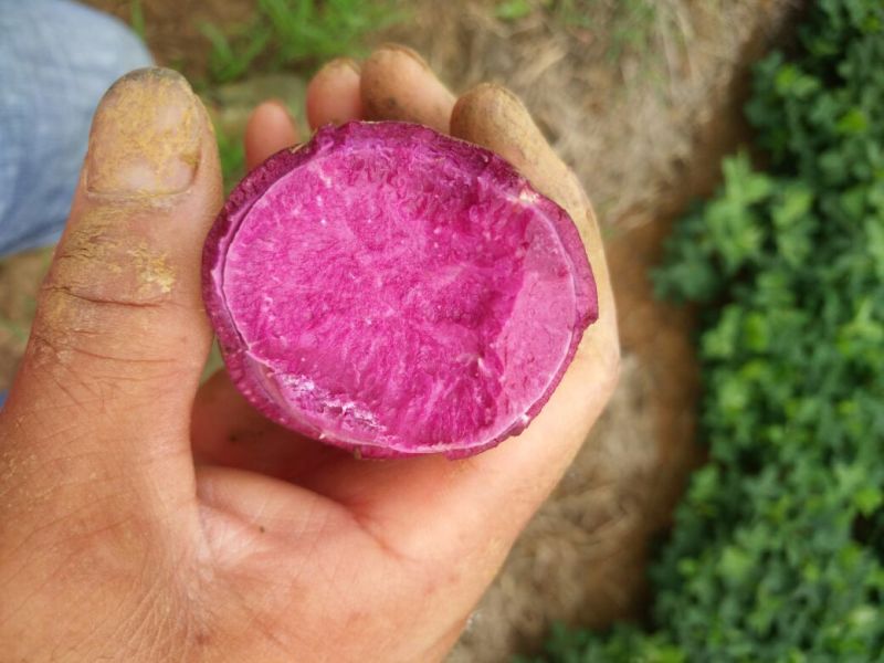 【推荐】新鲜紫薯紫心一手货源、产地发货、货源足价格低