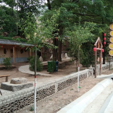 山杏核苦核