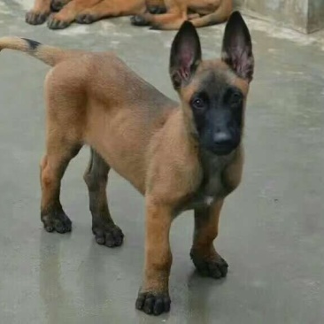 马犬公