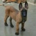 马犬公