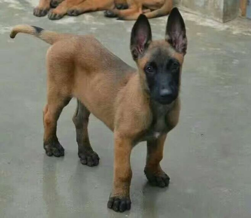 马犬公