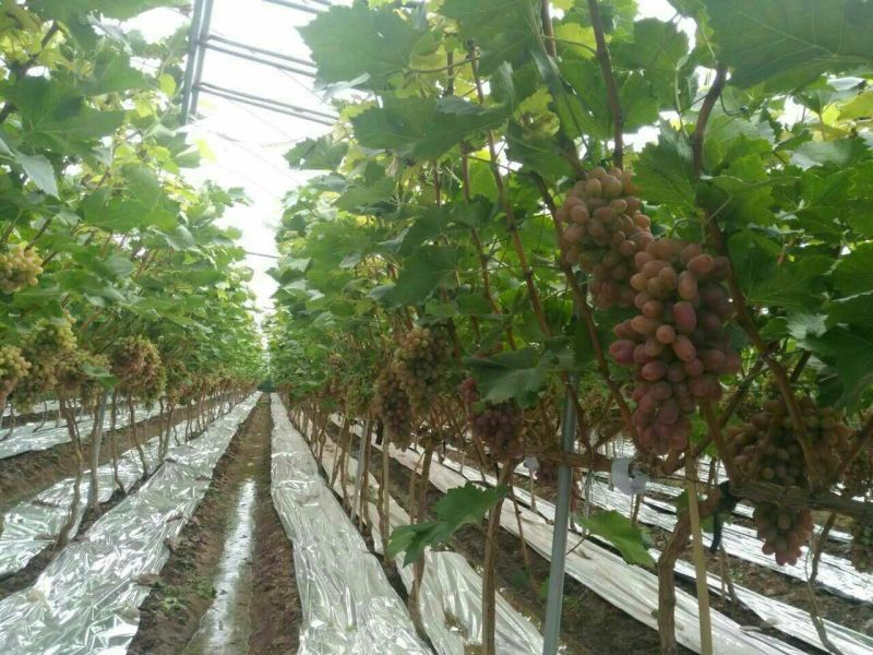 克伦生葡萄1.5~2斤5%以下