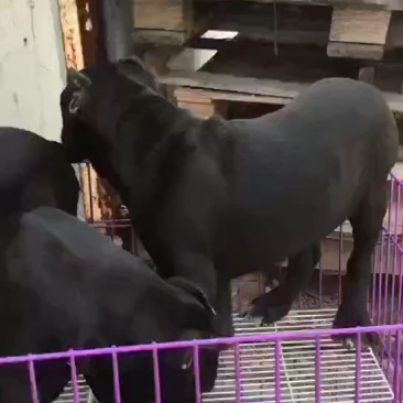宠物狗卡斯罗犬