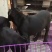 宠物狗卡斯罗犬