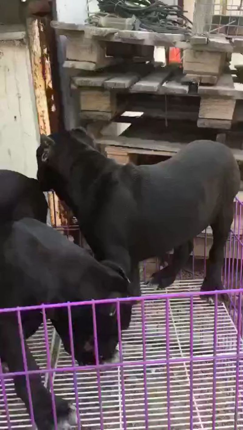 宠物狗卡斯罗犬