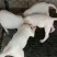 宠物狗卡斯罗犬