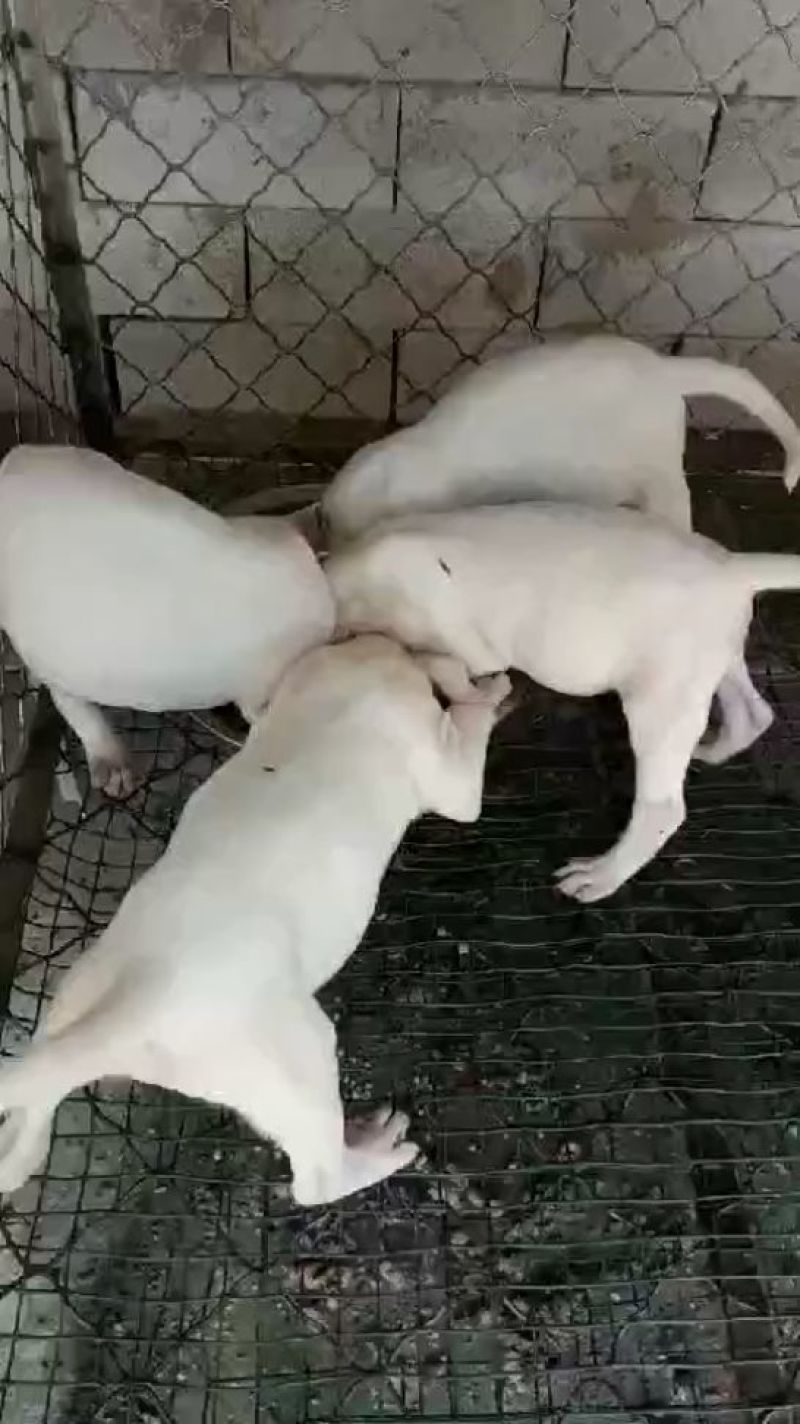 宠物狗卡斯罗犬