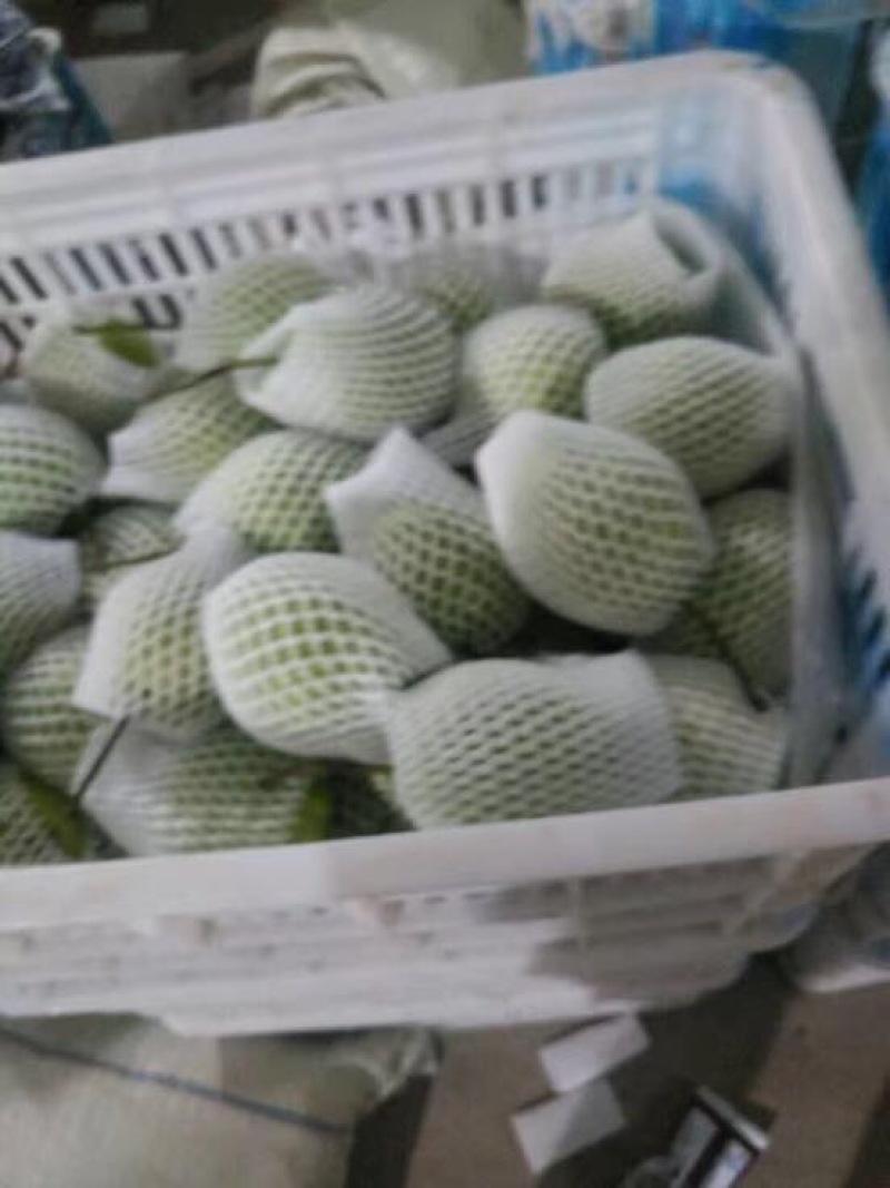 长把梨