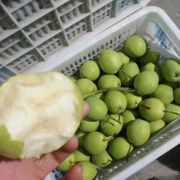 长把梨
