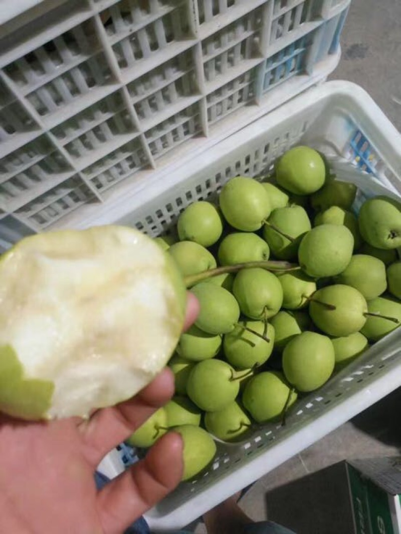 长把梨