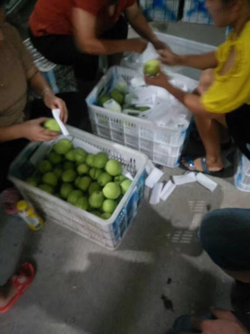 长把梨