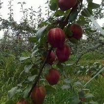 早酥红梨苗100~150cm0.8~3cm